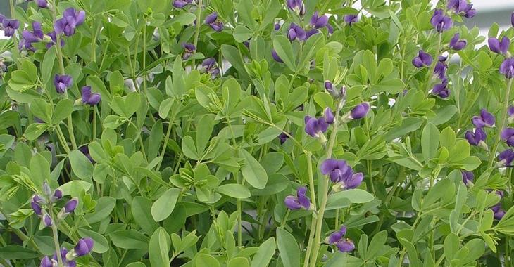 Baptisia australis var. minor